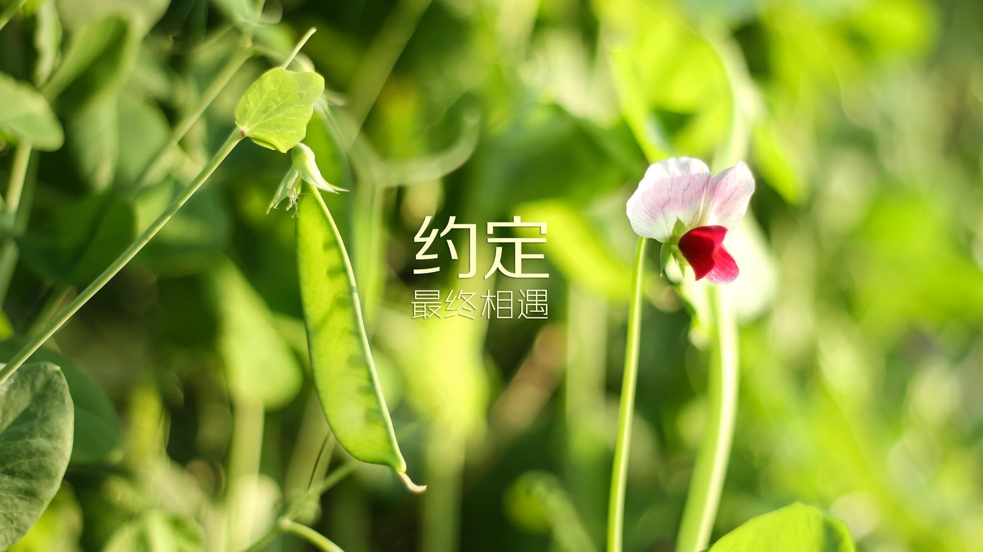 塞内加尔男足在巴黎奥运会上取得历史性成绩，塞内加尔国足