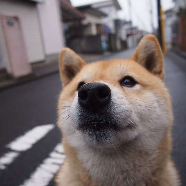 纽卡斯尔定位球战术效率提升明显，纽卡斯尔球队