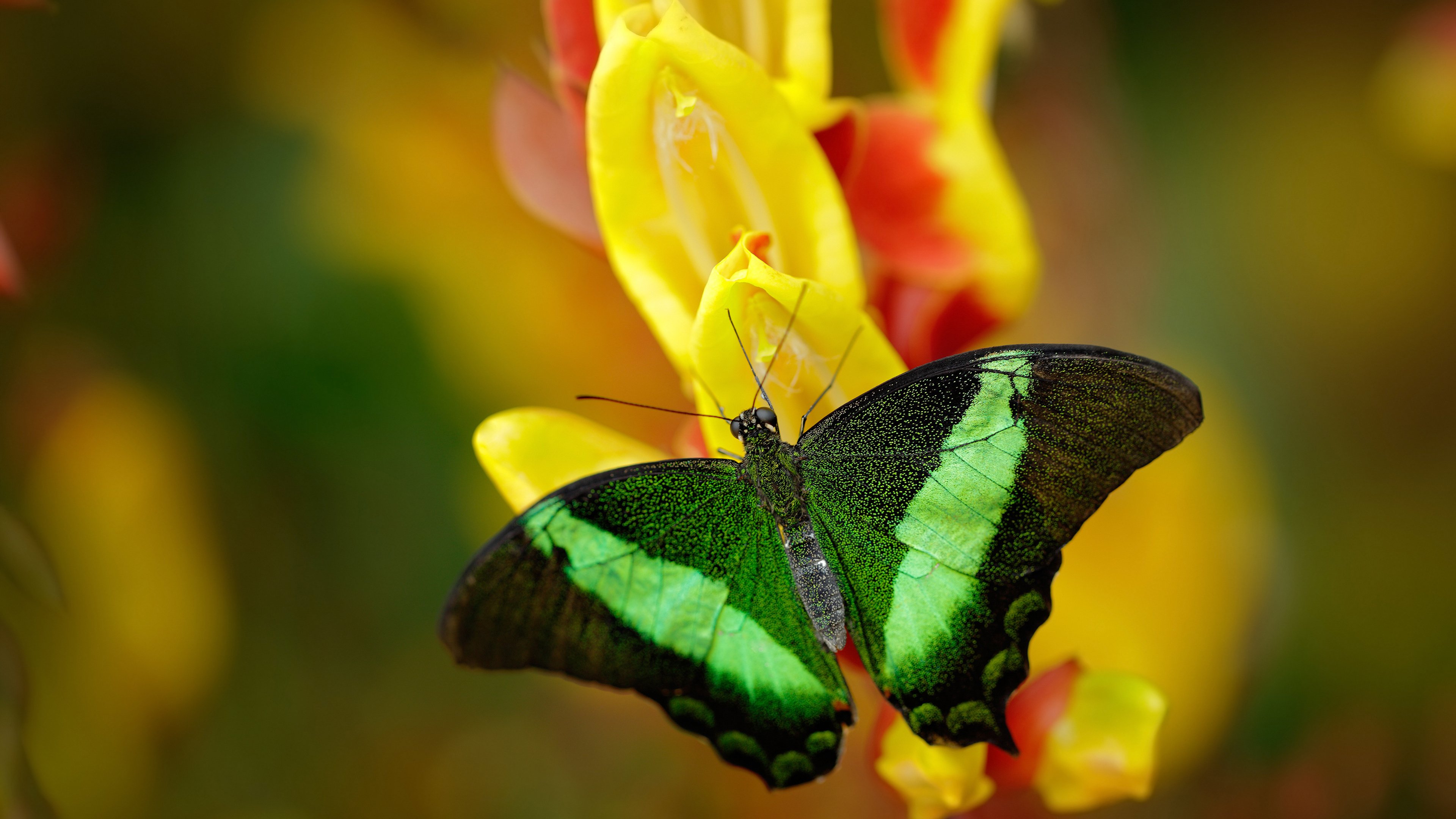 马刺晒训练照强调拼搏精神不容松懈，马刺怎么样
